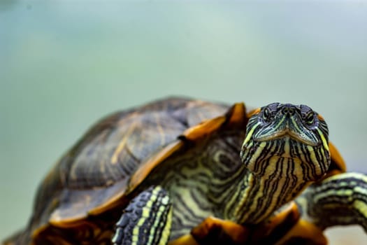 Macro shot close up focus shot of a turtle on a pond. Macro shot of turtle while walking on a brown pebbles in a pond