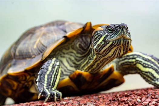 Macro shot close up focus shot of a turtle on a pond. Macro shot of turtle while walking on a brown pebbles in a pond