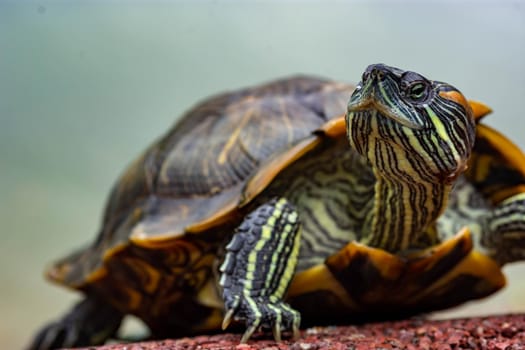 Macro shot close up focus shot of a turtle on a pond. Macro shot of turtle while walking on a brown pebbles in a pond