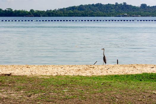 Heron bird near a beach in Singapore