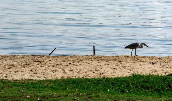 Heron bird while looking for food in beach in Singapore
