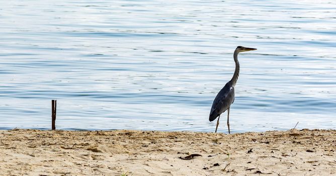 Closeup shot of a heron bird in a beach in Singapore