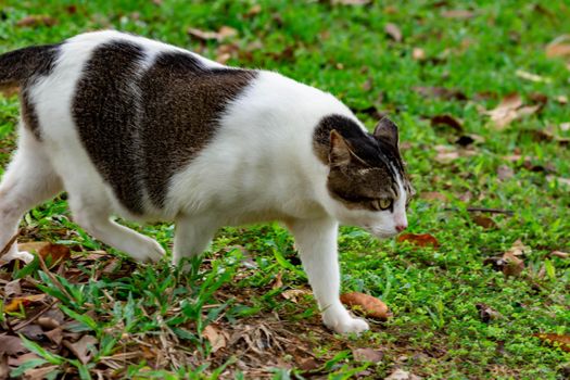 Pregnant cat walking on grasses