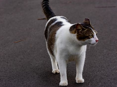 Fat cat walking on a concrete road