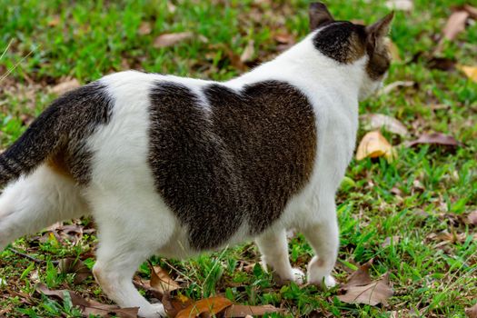 Pregnant cat walking on grasses