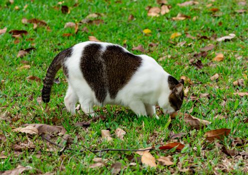 Pregnant cat walking on grasses while looking for food