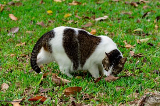 Pregnant cat walking on grasses while looking for food