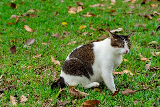 Pregnant cat sitting down on grasses while looking at something