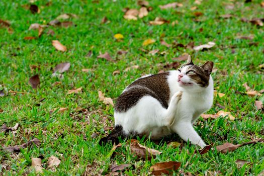 Pregnant cat sitting on grasses while scratching self