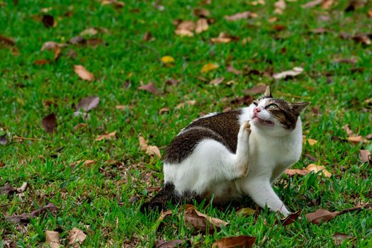 Pregnant cat sitting on grasses while scratching self