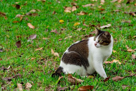 Pregnant cat sitting down on grasses and looking at something