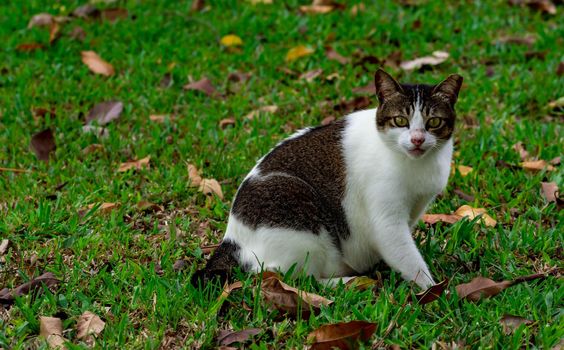 Pregnant cat sitting on grasses while looking at the camera