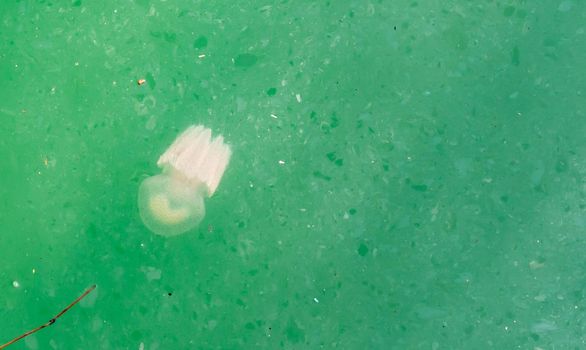 Close up shot of Jelly fish swimming on a dirty river water
