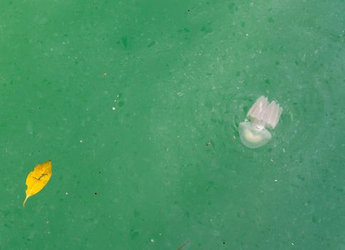 Jelly fish swimming on a dirty river water