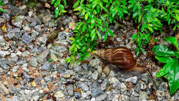 Macro close up shot of a snail crawling on pebbles after heavy rain
