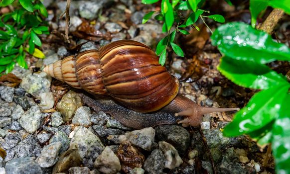 Macro close up shot of a snail crawling on pebbles after heavy rain