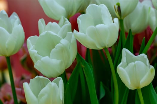 Macro shot of bed of white tulips with blurry background image