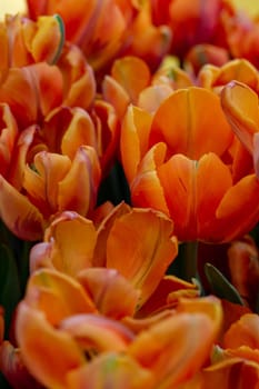 Macro shot of bed of orange parrot tulips with blurry background image