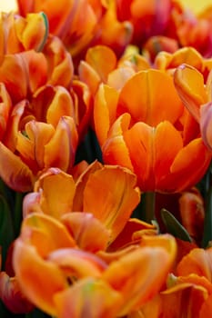 Macro shot of bed of orange parrot tulips with blurry background image