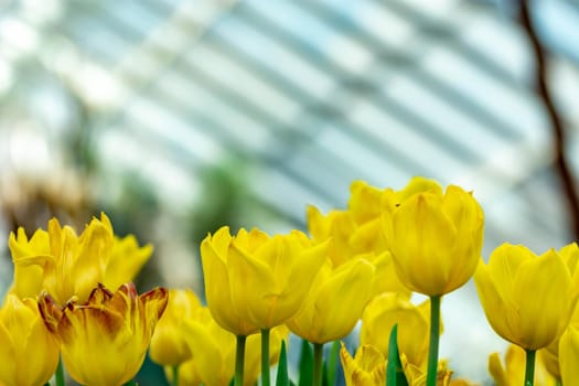 Macro shot of yellow parrot tulips with blurry background image with some space for text