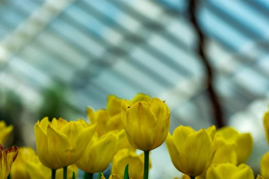 Macro shot of yellow parrot tulips with blurry background image with some space for text