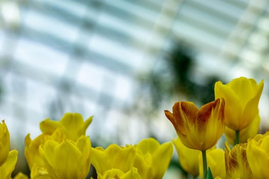 Macro shot of yellow parrot tulips with blurry background image with some space for text