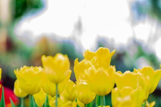 Yellow tulips with green blurry background in a flower garden in Singapore