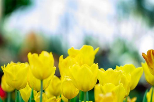 Yellow tulips with green blurry background in a flower garden in Singapore