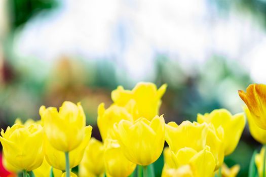 Yellow tulips with green blurry background in a flower garden in Singapore