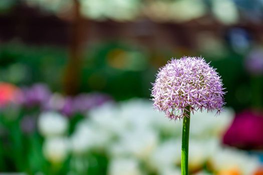 Macro shot of an isolated pink flowers rounded with green stem and soft bokeh blurry background image