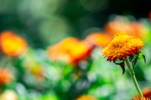 Macro closeup shot of an orange flower with soft blurry green background and space for text