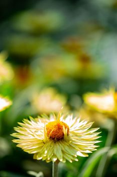 vertical closeup shot of a yellow flower with a soft blurry background image and some space for text