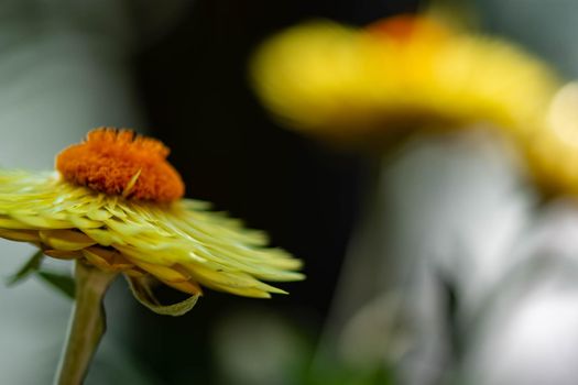 horizontal blurry image of an orange flower with yellow petals with a soft bokeh green background image with some space for text