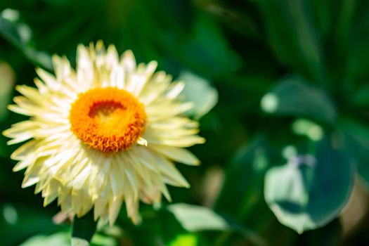 horizontal image of an orange flower with yellow petals with a soft bokeh green background image with some space for text