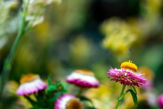 Vertical closeup shot of an orange flower pink petals with a soft blurry green background image and some space for text