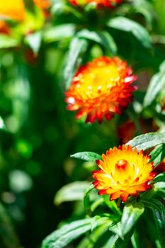 Vertical closeup shot of an orange flower with a soft blurry green background image with some space for text