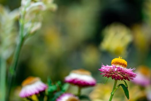 Vertical closeup shot of an orange flower pink petals with a soft blurry green background image and some space for text