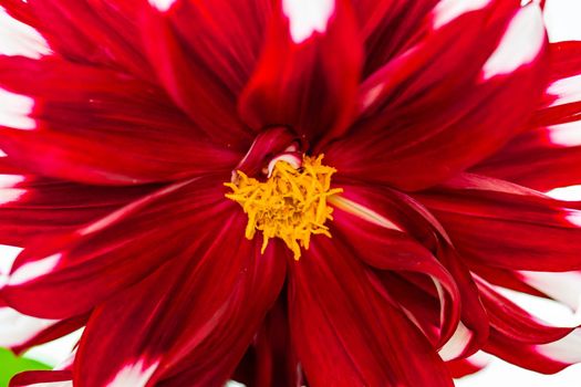 horizontal blurry super focus closeup shot of a red flower background image and white corners