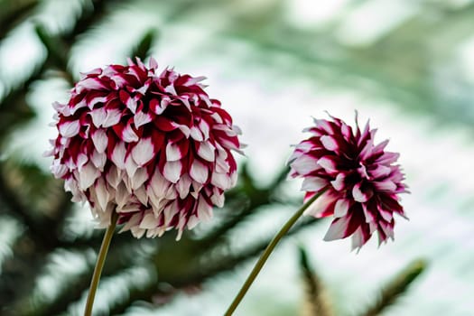 Horizontal full lenght purple flowers with soft blurry background image