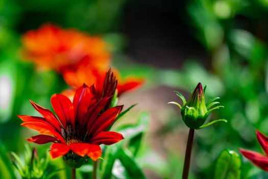 Horizontal full lenght blurry red flower with soft green background image with space for text and message