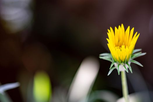 Horizontal full lenght blurry yellow flower with green blurry background image with space for text