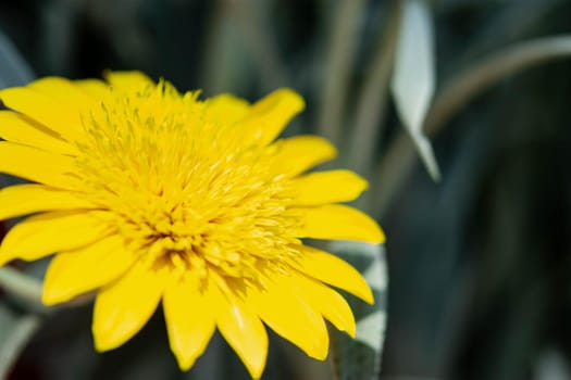 Horizontal full lenght blurry yellow flower with green blurry background image with space for text