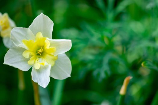 horizontal full lenght shot of a white flower with soft green blurry background with some space for text