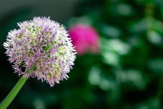 horizontal full lenght shot of a pink rounded flower with soft green blurry background image with some space for text