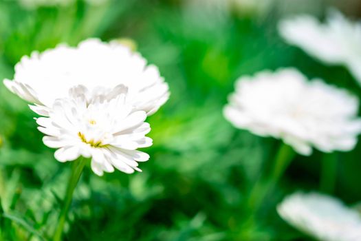 Macro shot of bed of white tulips with blurry background