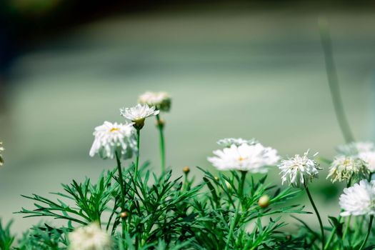 horizontal full lenght blurry shot of white flowers with soft green blurry background image with some space for text