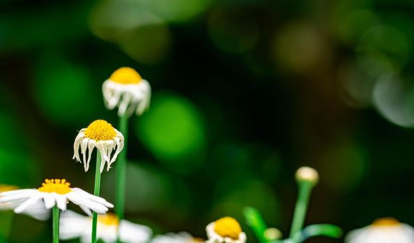 horizontal full lenght blurry shot of white flowers with soft green blurry bokeh background image with some space for text