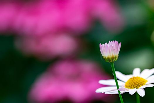 horizontal full lenght blurry shot of white and pink flowers with soft green blurry background image with some space for text