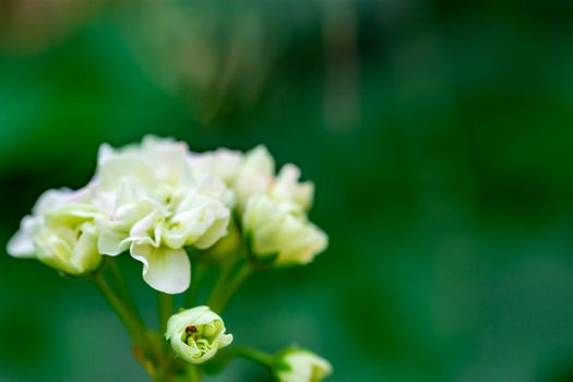 horizontal full lenght blurry shot of white flowers with soft green blurry background image with some space for text