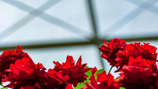 Horizontal full lenght blurry shot of red flowers with soft  blurry background image